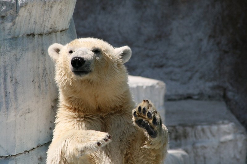 Белая медведица Шилка вышла к посетителям японского зоопарка